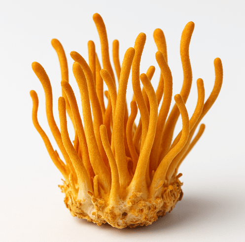 Cordyceps mushroom on white background, natural energy-boosting supplement